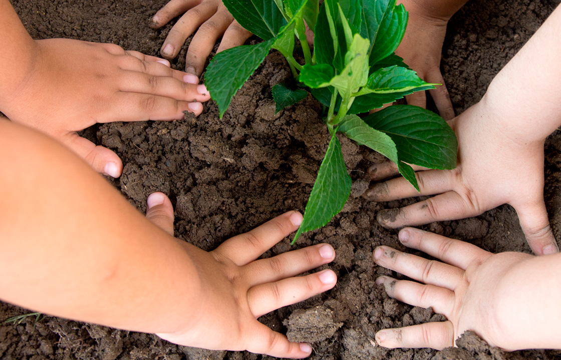 three pairs of hands in the dirt planting a tree