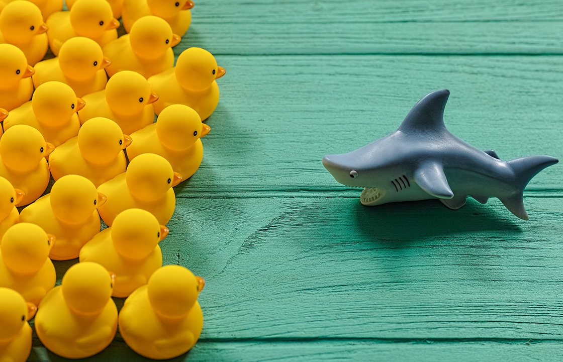 a plastic shark staring down a bunch of rubber duckies